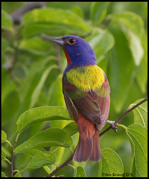 _6SB2424 painted bunting.jpg